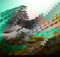 Whyalla Maritime Museum - Cuttlefish Capers - Accommodation Broome