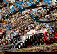 Young Cherry Blossom Long Lazy Lunch - Accommodation Broome