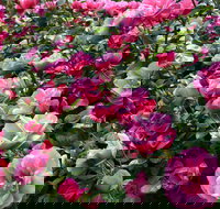 2020 Woolmers Estate Festival of Roses - Accommodation Broome