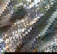 Annual Koala Count - Accommodation Broome