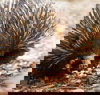 Aussie Wildlife Course - July/August/September - Accommodation Broome