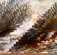 Aussie Wildlife Course - October Condensed Weekend Course - Accommodation Broome