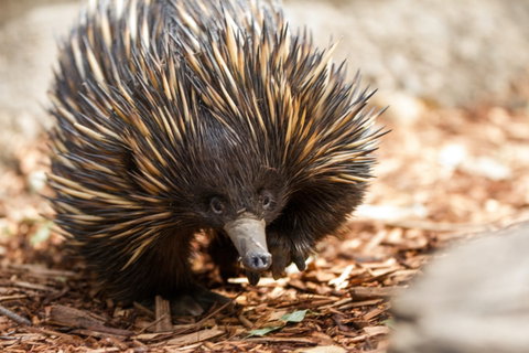 Aussie Wildlife Course - October Condensed Weekend Course - Accommodation Broome 0