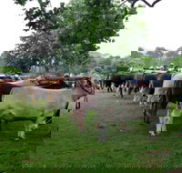 Dorrigo Agricultural Show - Accommodation Broome