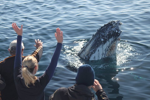 Eden Whale Festival - Accommodation Broome 0