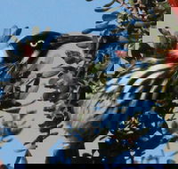 Esperance Wildflower Festival