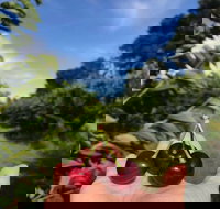 National Cherry Festival - Accommodation Broome