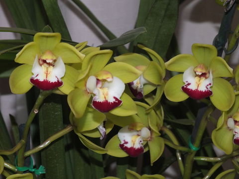 Orchids Out West - Accommodation Broome 1