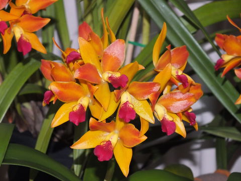 Orchids Out West - Accommodation Broome 2