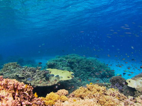 Recovery Of The Great Barrier Reef - Accommodation Broome 0