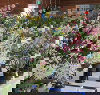 Sapphire Coast Orchid Club Spring Orchid Show - Accommodation Broome