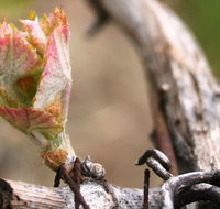 Spring Seasonal Lunch - Accommodation Broome