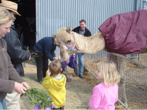 Wangaratta Show - Accommodation Broome 1
