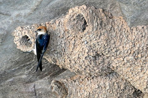 2020 Katherine Bird Festival - Accommodation Broome 0