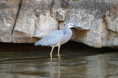 2020 Katherine Bird Festival - Accommodation Broome 1