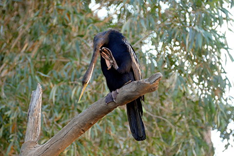 2020 Katherine Bird Festival - Accommodation Broome 2