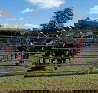 Dungog Team Penning - Accommodation Broome