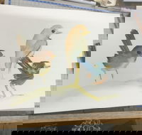 Ink  Watercolour Wash Illustration Workshop - Accommodation Broome