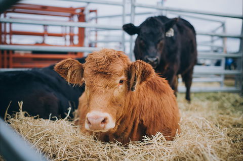 Mudgee Small Farm Field Days - Accommodation Broome 2