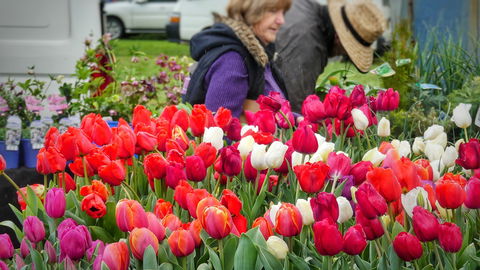 Spring Fling - Accommodation Broome 0