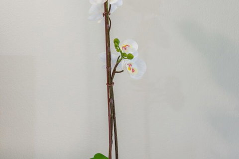 Tranquility Chill At Palm Cove - Accommodation Broome 2