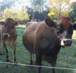 Drumreagh Bed  Breakfast Cabins - Accommodation Broome