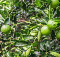 Stone  Grove - Accommodation Broome