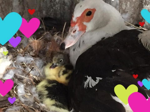 Bush Retreat Farm House - Accommodation Broome 4