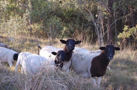Cadair Cottages - Accommodation Broome 1
