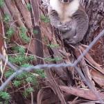 Stringybark Hills Retreat - Accommodation Broome 0