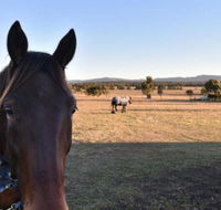 Clydesdale Cottage on Talga with real Clydesdale Horses - Accommodation Broome