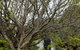 Blossoms On The Bay Nubeena - thumb 2