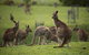 Icon Central Halls Gap - thumb 2