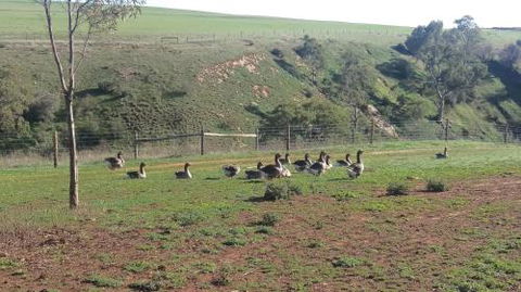 The Cottage At Riverside Farm - Accommodation Broome 6