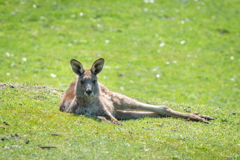 Halls Gap Motel - Accommodation Broome 5