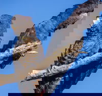 Bussells Bushland Cottages