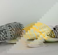 Tranquility Chill at Palm Cove - Accommodation Broome