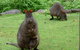 Eagles Rise Tasmania - thumb 2
