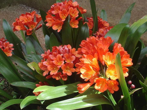 Braeside Bed & Breakfast - Accommodation Broome 1