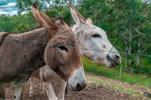 Whispering Valley Cottage Retreat - Accommodation Broome 4