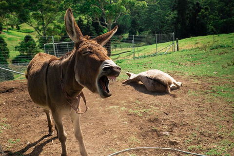 Whispering Valley Cottage Retreat - Accommodation Broome 3