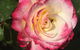 Birchwood Cottage - thumb 4