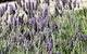 Birchwood Cottage - thumb 1