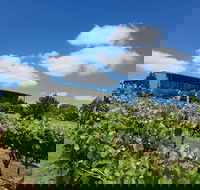 Traralgon Vineyard - Accommodation Broome