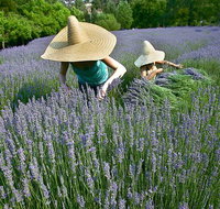 Lavandula Swiss Italian Farm