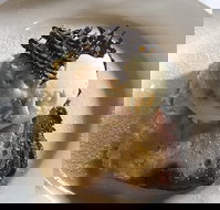 The Magpie Cafe - Accommodation Broome