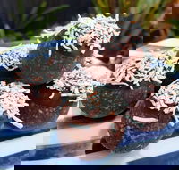 Watkins Bay Coffee Trading Company - Accommodation Broome