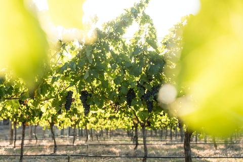 Sandalford Wines - Margaret River - Accommodation Broome 2