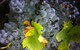 Faisan Estate Wines - thumb 0