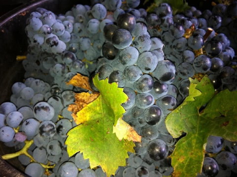 Faisan Estate Wines - Accommodation Broome 0